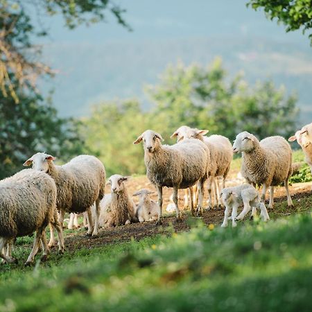 Eco Tourist Farm Ravnjak Slovenj Gradec Eksteriør bilde