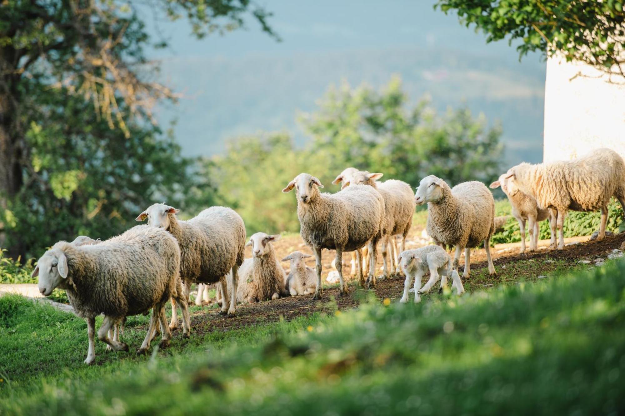Eco Tourist Farm Ravnjak Slovenj Gradec Eksteriør bilde